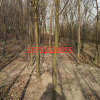 江苏木瓜树低价供应 哪里有木瓜树货源？