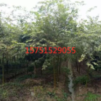 哪里有大叶榉货源？ 2019大叶榉价格 供应 江苏苗圃直供