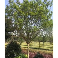 丛生紫薇 独杆紫薇批发价格 品种齐全