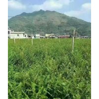 地径2公分的红豆杉小苗50万株