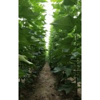 楸树小苗海量供应