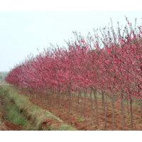 江苏低价红叶桃 低价批发