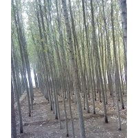 数万棵速生杨低价销售中