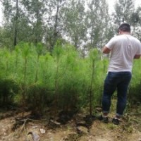 一米高湿地松价格，100公分湿地松杯苗-湖北华青农业