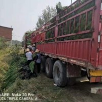 福州湿地松苗供应_优质湿地松-随州希望苗圃