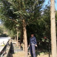 米径7～20公分的红豆杉假植苗和静精品盆景假植苗