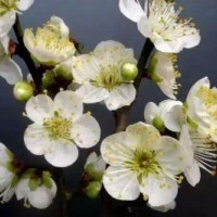 江苏苗圃直销绿萼梅 绿萼梅价格2020