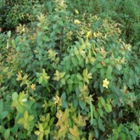 金丝桃_金丝桃价格_最新金丝桃批发报价