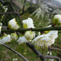 江苏绿色梅花低价批发 绿色梅花苗圃直供