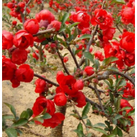 江苏登录贴梗海棠 低价供应 2019贴梗海棠价格