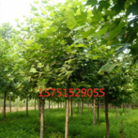 悬铃木哪里有 ？ 低价供应