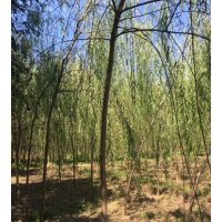 垂柳哪里有货源？ 江苏沭阳低价苗圃直销垂柳
