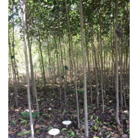 哪里有大叶女贞货源？ 2019低价供应大叶女贞