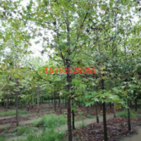 江大量供应枫香 低价批发 2019价格