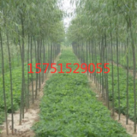 竹柳树哪里有货源？ 20149竹柳树江苏货源