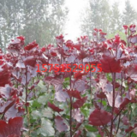 苗圃直供中华红叶杨