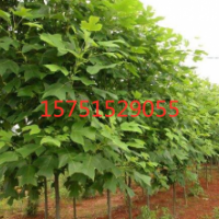 鹅掌楸哪里有货源