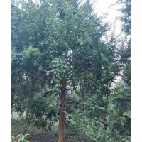 丛生红豆杉球、低分枝宝塔形红豆杉