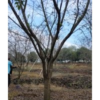 供15公分染井吉野樱18公分染井吉野樱20公分染井吉野樱25公分