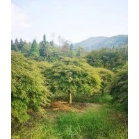 供应精品羽毛枫10公分羽毛枫12公分红梅12公分红梅10公分