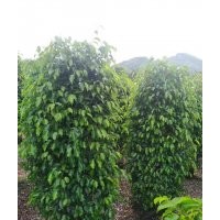 供应150-200高垂叶榕柱袋苗假植苗