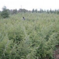 汤泉供应2米雪松大量销售 南京雪松产地