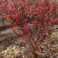 日本红枫地径3-10公分北京大苗圃基地购树木市排价
