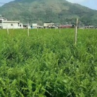 地径2～3公分的红豆杉100万株，价格非常便宜