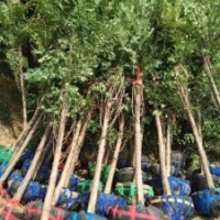 地径4～6公分的红豆杉，80万株