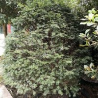 米径7～20公分的红豆杉假植苗和静精品盆景假植苗