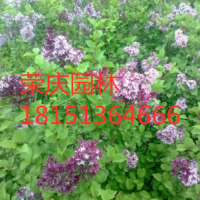 哪里有丁香 ？丁香产地？苗圃直供丁香