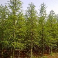 中山杉供应 苗圃直销