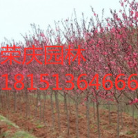 江苏低价供应碧桃 苗圃直销