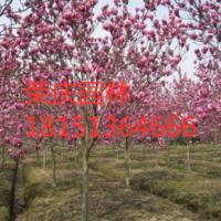 紫玉兰哪里有货源？ 江苏荣庆园林紫玉兰 低价供应