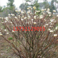 江苏白花树价格 白花树苗圃直销