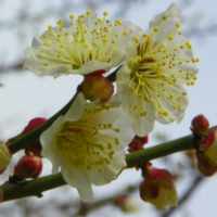 江苏江梅低价供应 江梅苗圃直销