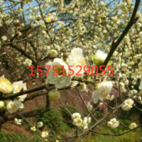 江苏绿梅花低价供应 苗圃直销绿梅花