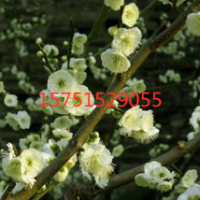 江苏苗圃直销绿萼梅 绿萼梅价格2019