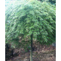 江苏低价供应羽毛枫