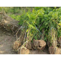 哪里珍珠梅便宜？哪里有珍珠梅 ？2019珍珠梅供应