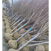 哪里有绿梅 低价供应