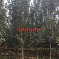 哪里有西府海棠 低价供应