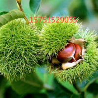 栗子树哪里有货源？ 2019栗子树批发