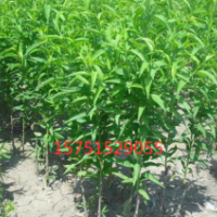 桃树哪里有货源？ 2019桃树供应