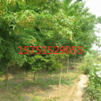 青枫哪里有货源？ 江苏荣庆园林低价供应青枫