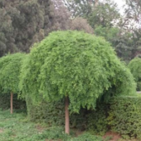 哪里有垂槐货源？ 2019垂槐低价批发