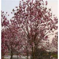 哪里有红玉兰货源？ 哪里红玉兰便宜