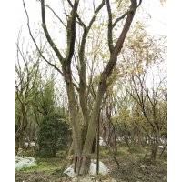 独杆朴树市场前景 独杆朴树基地促销