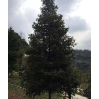 桢楠火爆销售 专业桢楠种植