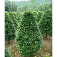 低分析圆球形红豆杉，低分枝丛生多杆红豆杉